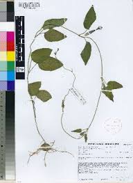 Image result for Ceropegia meyeri-johannis