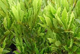 Image result for bay leaf bush foto