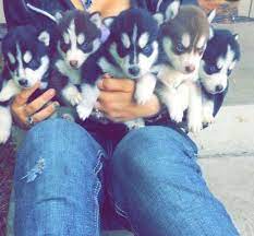 Husky puppies for adoption in oregon. Husky Puppies For Adoption For Sale In Salem Oregon Classified Americanlisted Com