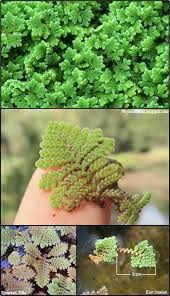 Image result for Azolla pinnata