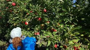 La Chaleur Affecte Les Vergers De Gatine Les Recoltes De Pommes Seront Moindres Et Les Fruits Plus Petits