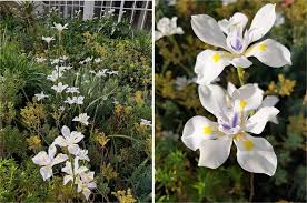 Image result for Dietes