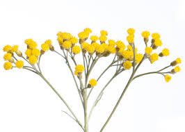 Image result for Helichrysum helvolum