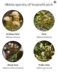 Image result for Albizia procera