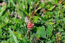 Image result for Neorautanenia ficifolia