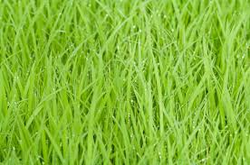 Meaning you have to get out more. Why Is Grass è‰ Used In Japanese To Mean Something Is Funny Self Taught Japanese