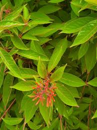 Image result for Hamelia patens