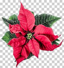 Si los botones no aparecen lo. Flor De Pascua Png Klipartz