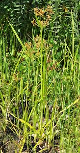 Image result for Cyperus platycaulis
