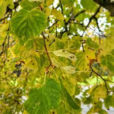 Image result for Terminalia stuhlmannii