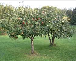 We did not find results for: Instant Orchard 10 Fruit Trees Delivered Planted Kw Homestead