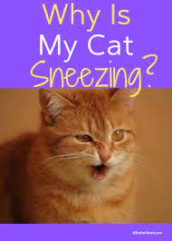 My Cat Keeps Sneezing Should I Be Worried Discover Why Cats Sneeze Cat Sneezing Cat Skin Problems Cat Skin