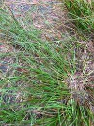 Image result for Eleocharis naumanniana