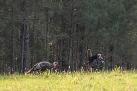 Articles focus on hunting, scouting, turkey behavior and biology, hunting ethics, new equipment, methodologies, turkey management, and current research. Sc Wildlife Magazine
