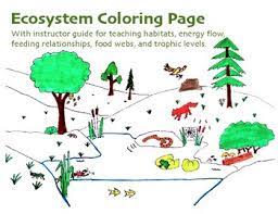 Coloring pages for kids of all ages. Ecosystem Coloring Sheet By Keeping Science Simple Tpt