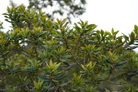 Image result for Myrica chimanimaniana