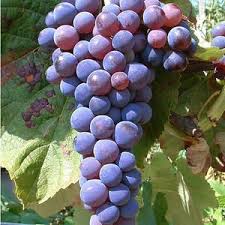 Weintrauben 5 Tricks Fur Grosse Susse Beeren In 2020 Weintrauben Pflanzen Pflanzen Blumen Pflanzen