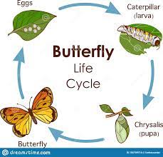 Butterfly Life Cycle Stock Illustrations 729 Butterfly Life Cycle Stock Illustrations Vectors Clipart Dreamstime