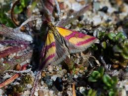 Image result for Pyrausta sanguinalis