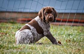 Cleo And Pupdate 7 Weeks Old And Counting Gsp Puppies German Pointer Puppy Pointer Puppies