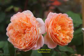 LADY EMMA HAMILTON ROSE REVIEW | DAVID AUSTIN 2005 - The Right Roses