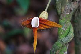 Image result for Aristolochia zenkeri
