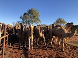 You get a warning like a growl. Camel Whisperer Margie Bale Rnz
