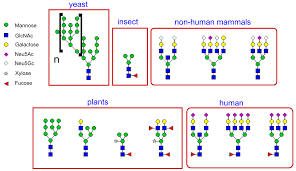 Oct 02, 2014 · since the early 1920s, diabetic patients were treated with insulin, which was purified from bovine or porcine pancreas. N Linked Glycosylation Wikipedia