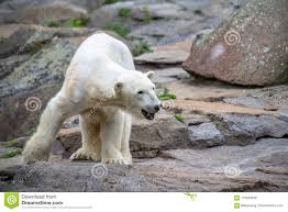 Skinny Bear Photos Free Royalty Free Stock Photos From Dreamstime