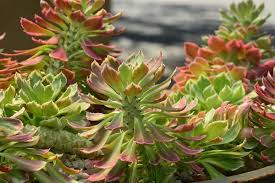 Image result for Monadenium lugardiae