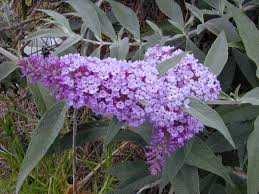 I fiori di colore rosa lilla, fioriscono in. Buddleja Wikipedia