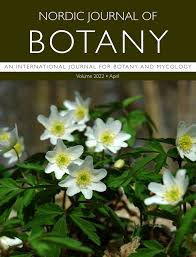 Image result for Flabellariopsis acuminata