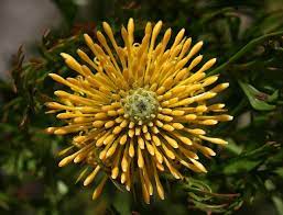 Broad Leaf Drumsticks 2 Flower Names Flowers Yellow Flowers