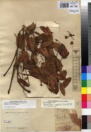 Image result for Bobgunnia madagascariensis