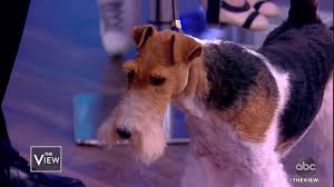 Which one is your favorite? King The 2019 Westminster Kennel Club Dog Show Winner The View Youtube
