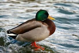 Brüten stockenten auf bäumen, dächern, balkon oder an gebäuden? Die Stockente Steckbrief Brutzeit Feinde Bilder Brutzeit Referat