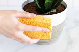 The best ways to clean indoor plant leaves depends on the type of plant, the type of leaves and the nature of the dirt. How To Clean The Leaves Of Houseplants