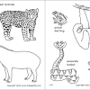 A python, a toucan, a chameleon and a tapir. 1
