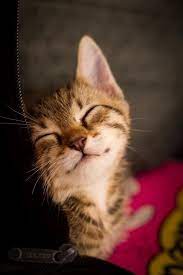 Be Easy Take Your Time You Are Coming Home To Yourself The Becoming Cute Animals Cute Cats Cats