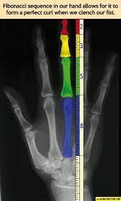 Fibonacci Sequence In Our Hand Fibonacci Sequence Fibonacci Fibonacci Spiral
