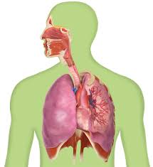 Know the types of cells present in the respiratory epithelium and their functions in respiration. Facts About The Lungs Breathing Facts Dk Find Out