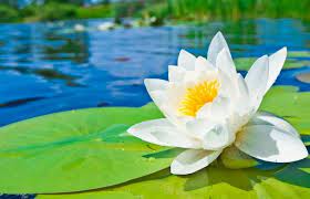 Bunga teratai merupakan bunga yang habitatnya di air, baik di pot maupun di kolam. Bunga Teratai Si Pemberi Warna Pada Kolam Bibitbunga Com