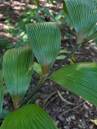 Image result for Ormocarpum zambesianum