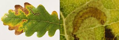 Image result for Stigmella roborella