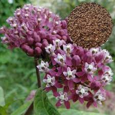 100 Pcs Pink Asclepias Fascicularis Seeds Milkweed Seeds Buy Online In Belize Brand Sxkj Products In Belize See Prices Reviews And Free Delivery Over Bz 140 Desertcart