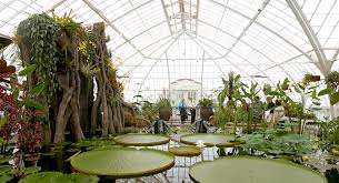 Originally intended as a private conservatory for james lick, the structure made its way to golden gate park following lick's death in 1876. Lipstick Fanged Pitcher Flying Goldfish Cobra Lillipop Say What Mig