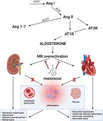 Image result for Finerenone