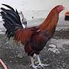Sabung ayam pukul keok blibiz(merah)vz pistol.part1. Https Encrypted Tbn0 Gstatic Com Images Q Tbn And9gcs6fvydymhohoio Pxjpufi0xtabuu3qcjrkeccpzsfngxwuw Usqp Cau
