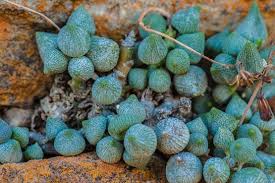 Image result for Senecio propior