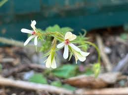 Image result for Pelargonium alchemilloides